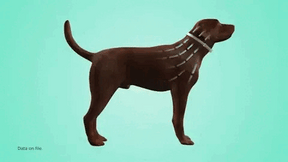 Coleira Antipulgas e Carrapatos Safe Pet para Cachorros