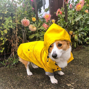 Capa De Chuva Para Cachorro