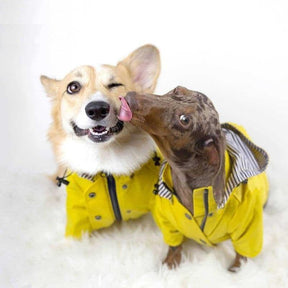 Capa De Chuva Para Cachorro